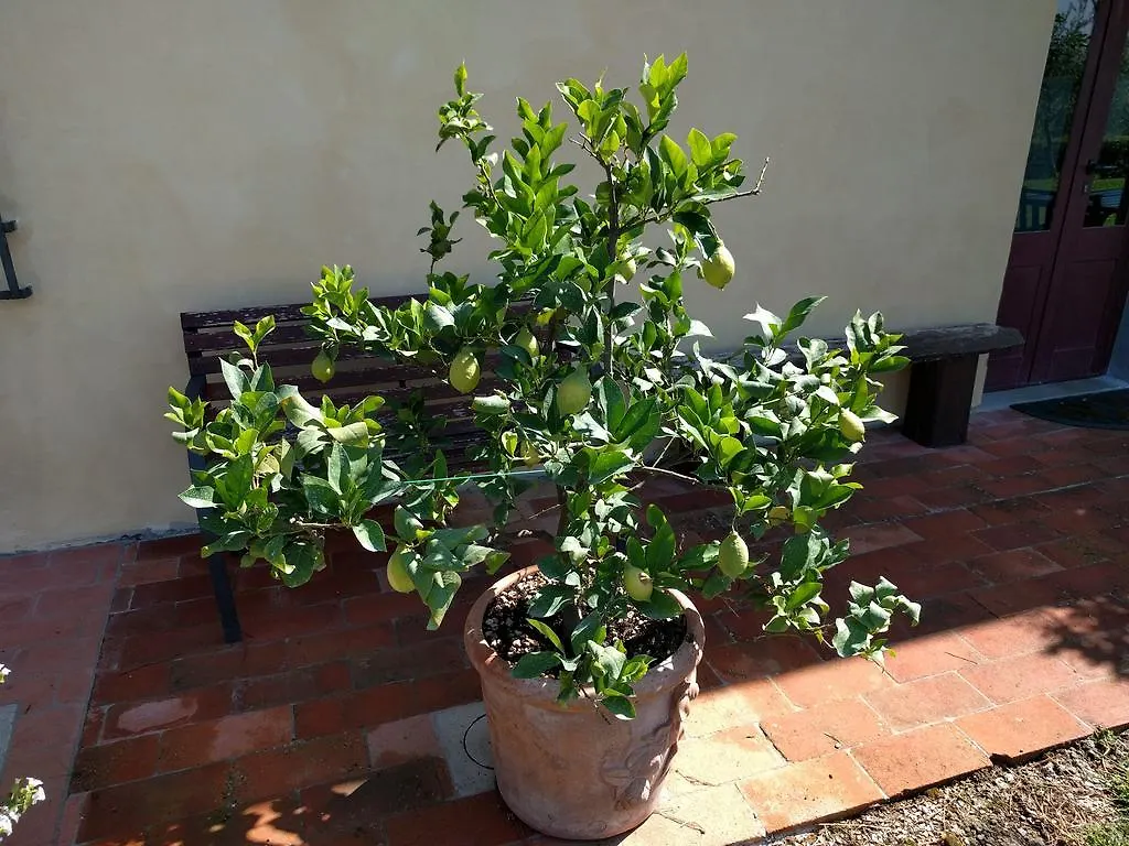 Farm stay Il Torriano Villa Montefiridolfi Italy